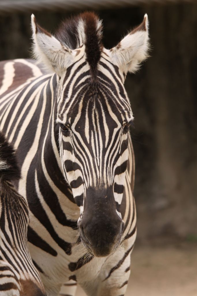 Burchell's Zebra