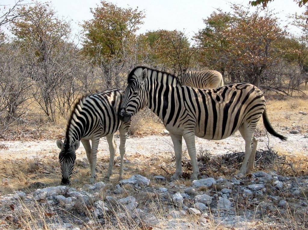 Burchell's Zebra