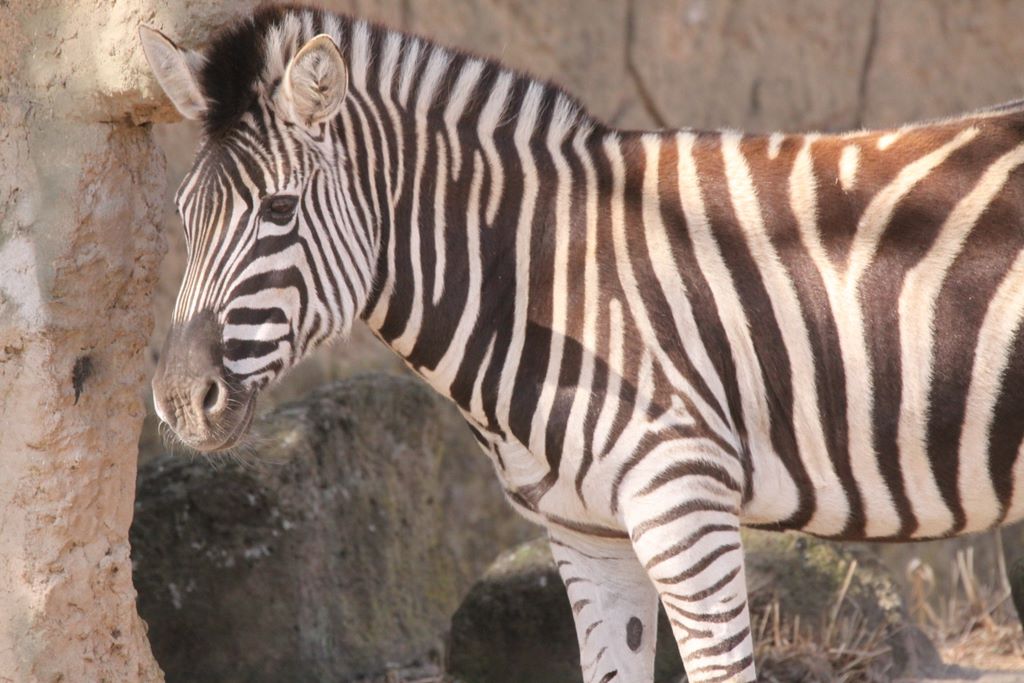 Burchell's Zebra