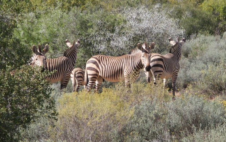 Cape Mountain Zebra