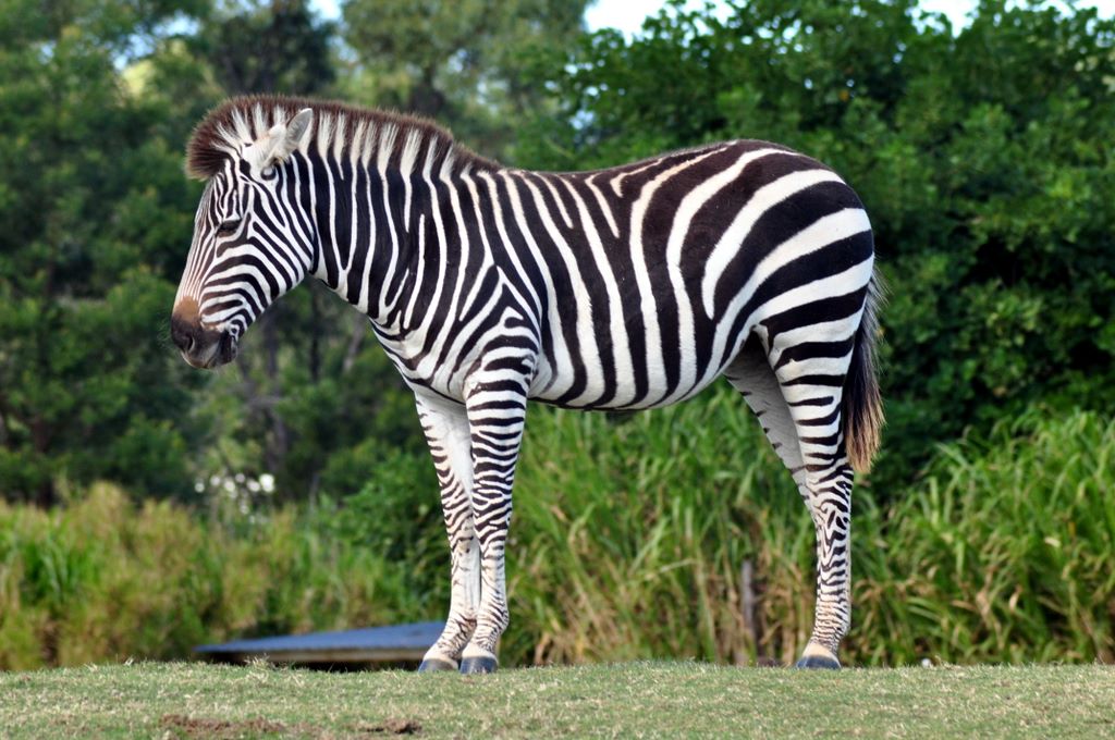 Chapman's Zebra