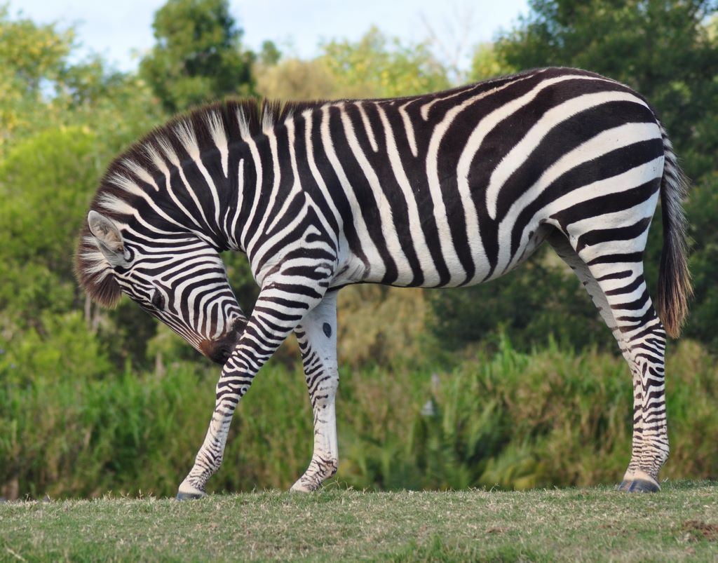 Chapman's Zebra