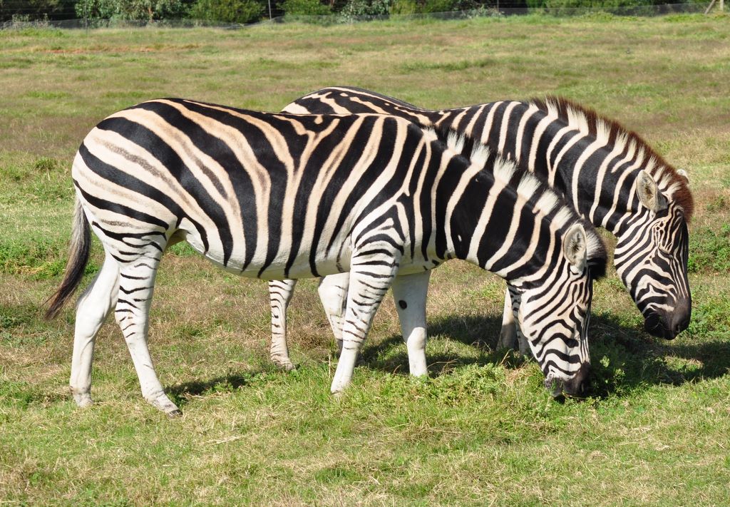 Chapman's Zebra