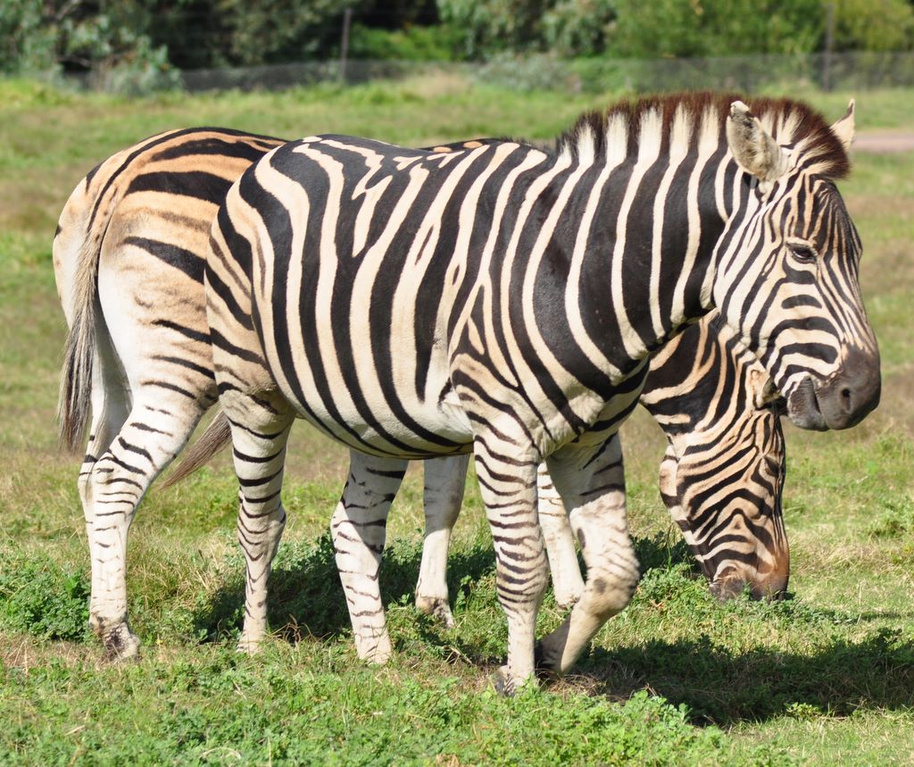 Chapman's Zebra