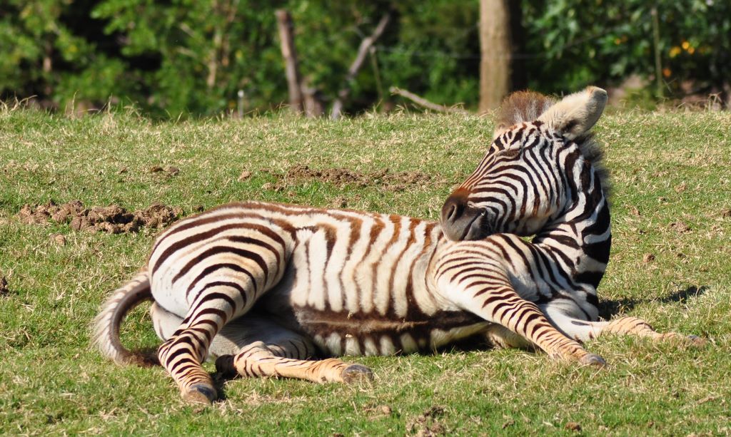 Chapman's Zebra