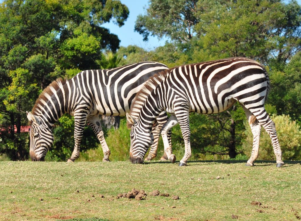 Chapman's Zebra