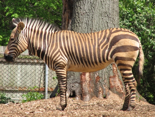 Hartmann's Mountain Zebra