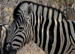 Burchell's Zebra