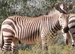 Cape Mountain Zebra