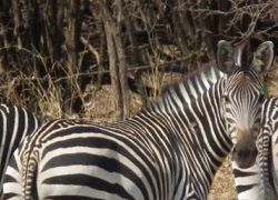Crawshay's zebra