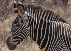 Grevy's Zebra