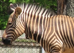 Hartmann's mountain zebra