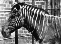 Quagga