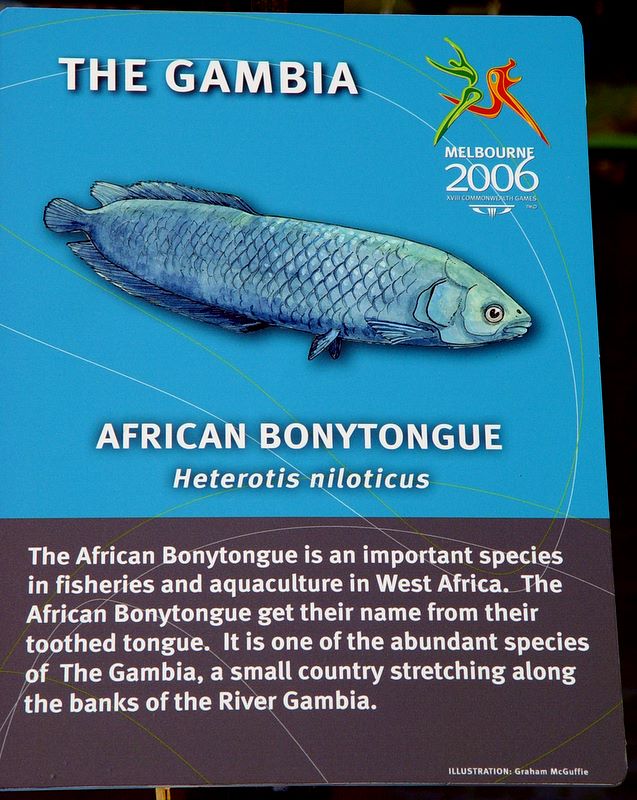 African Bonytongue Heterotis Niloticus From The Gambia At The african-bonytongue-heterotis-niloticus-from-the-gambia-at-the