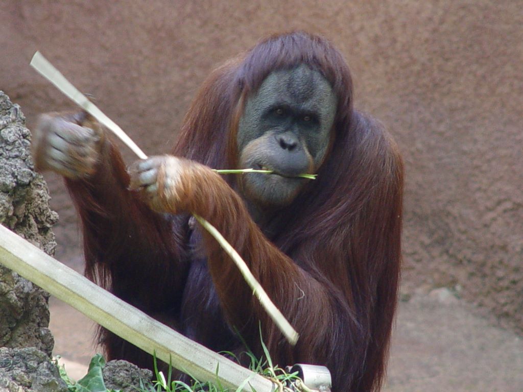 Orangutans At Melbourne Zoo 