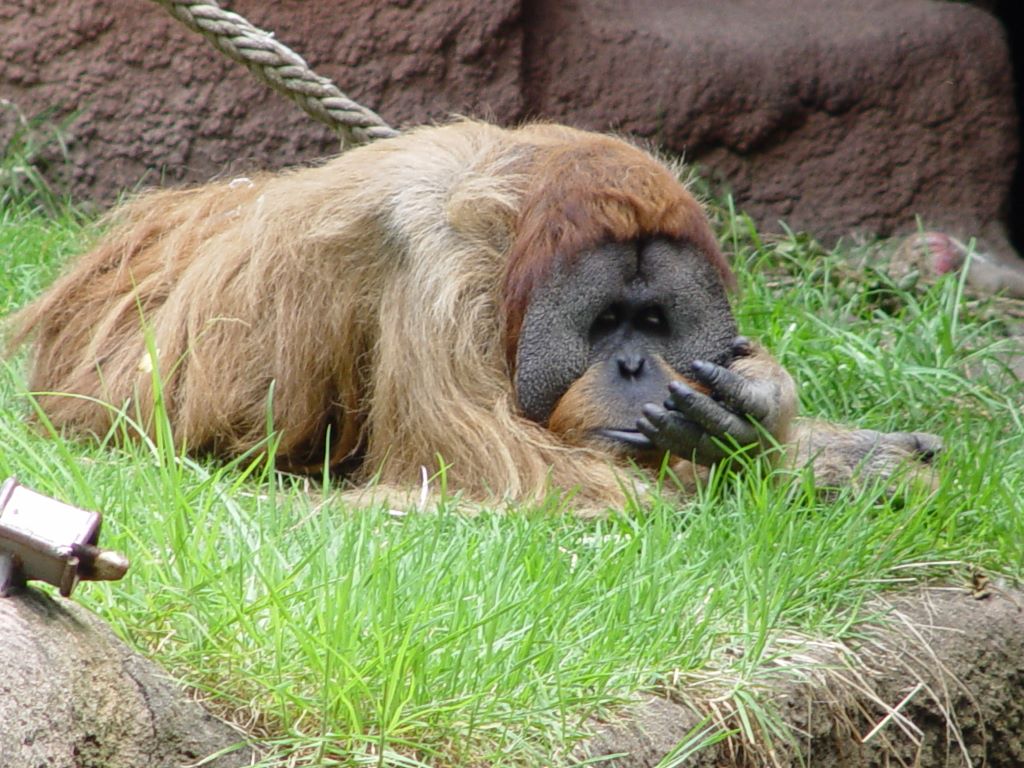 Orangutans At Melbourne Zoo 