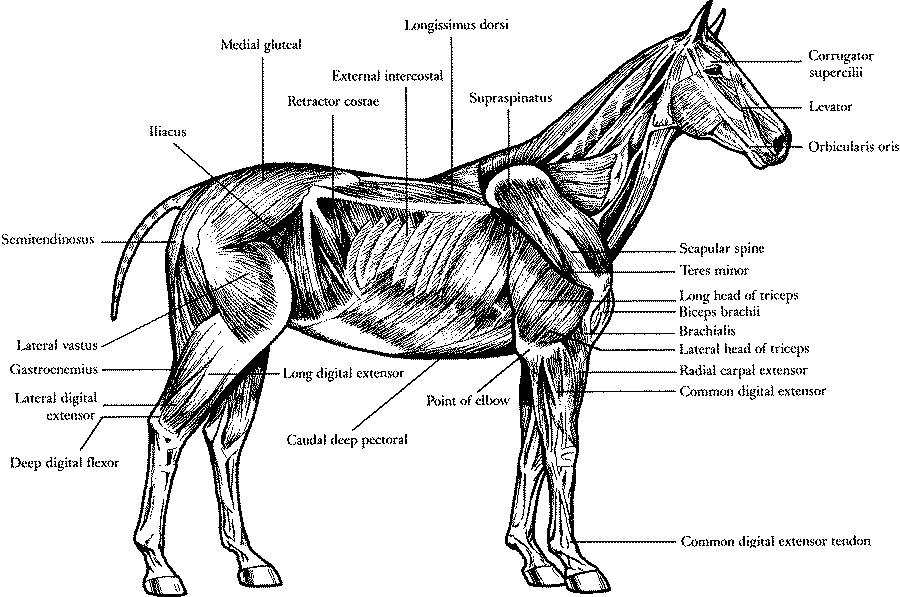 The muscle structure of a horse The muscle structure of a horse