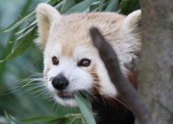 Red Panda - Asian animals