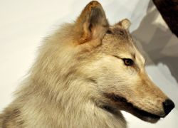 Grey Wolf (Canis Lupus)