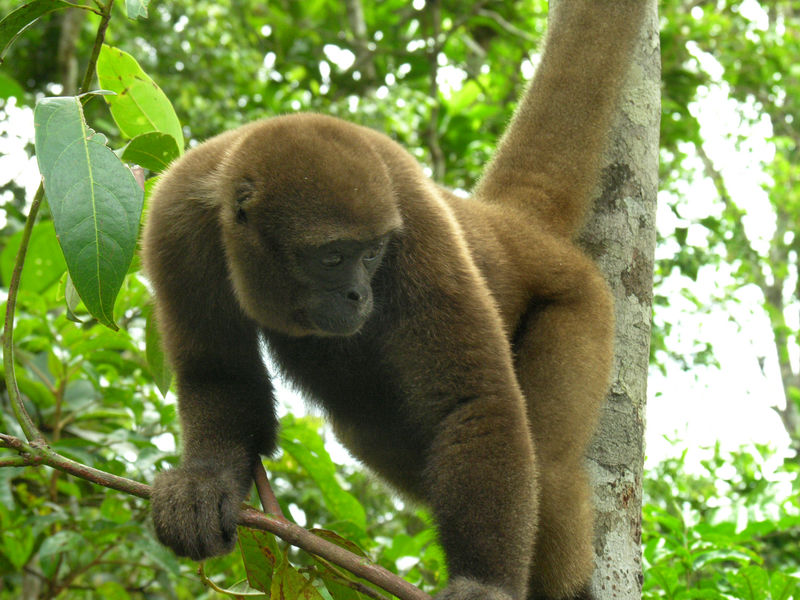 Brown Wolly Monkey