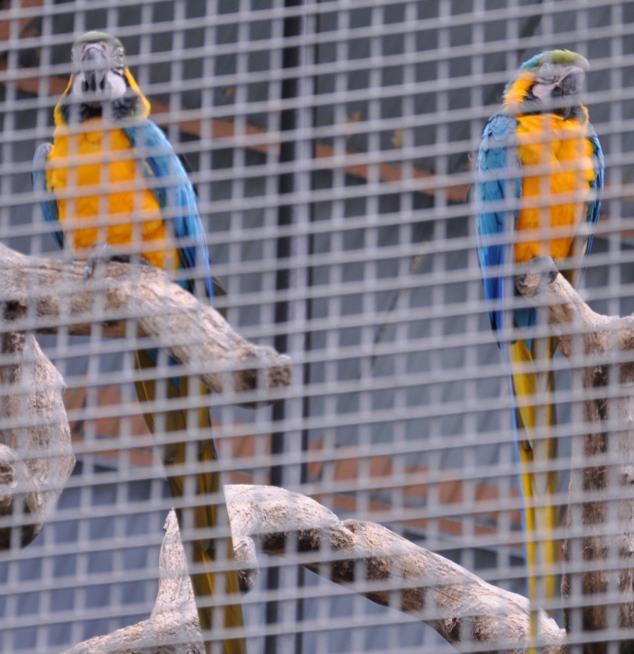 Blue and Yellow Macaw