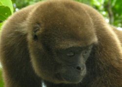 Brown Wolly Monkey