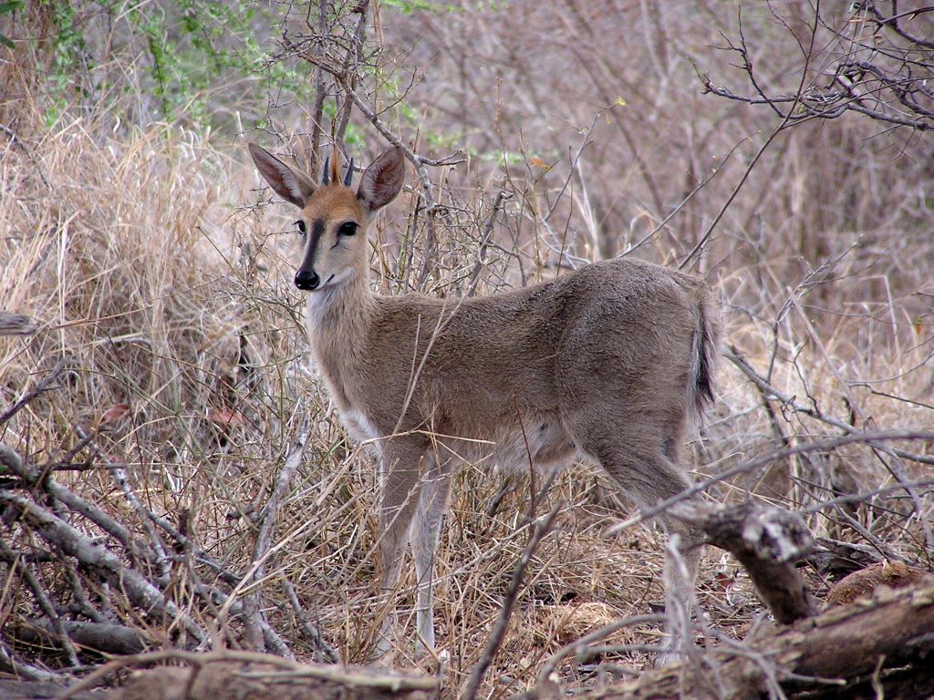 common_duiker.jpg (large)