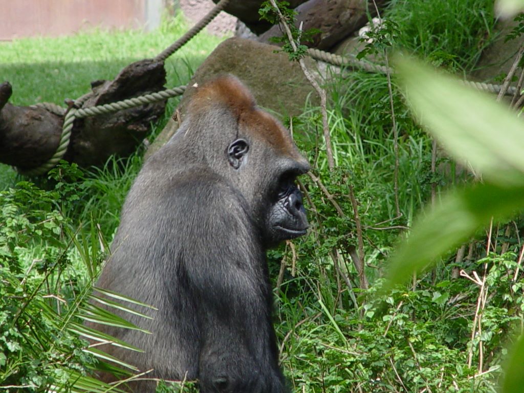 LOWLANDS GORILLA, AT MELBOURNE ZOO, VICTORIA, AUSTRALIA