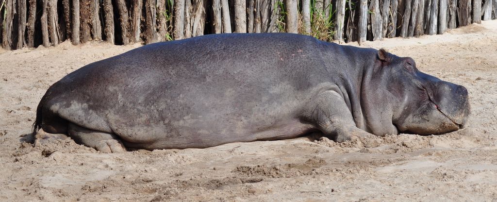 Hippopotamus live in Sub-Saharan Africa.