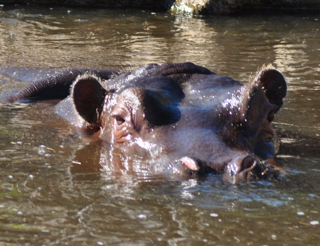 Hippopotamus live in Sub-Saharan Africa.
