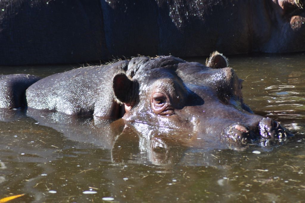 Hippopotamus live in Sub-Saharan Africa.