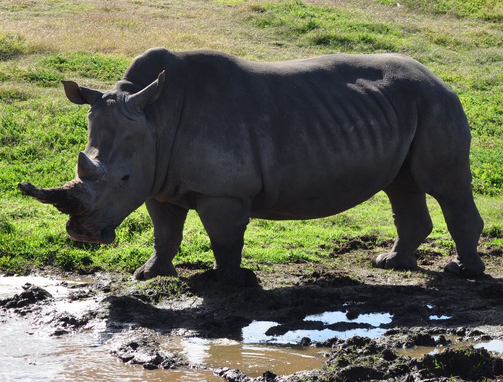 &nbsp;Rhinoceros