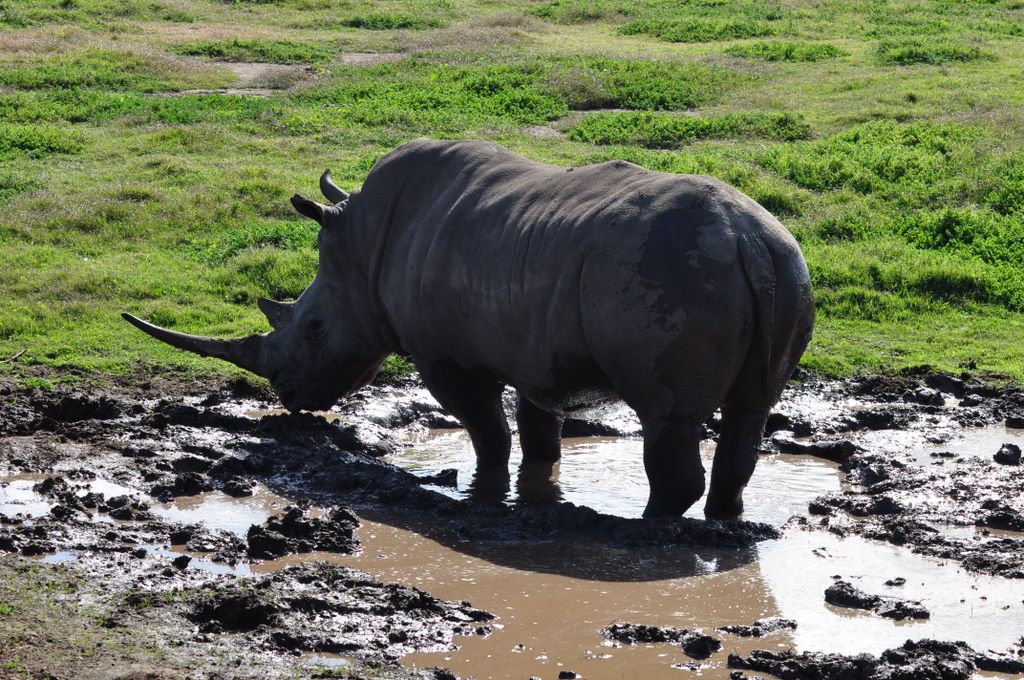&nbsp;Rhinoceros