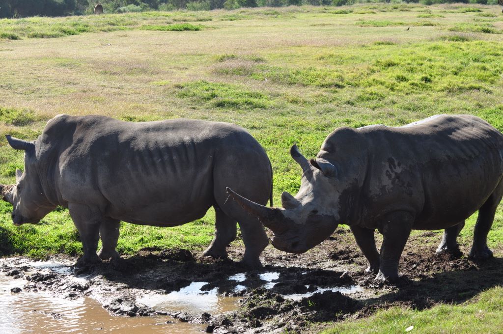 &nbsp;Rhinoceros