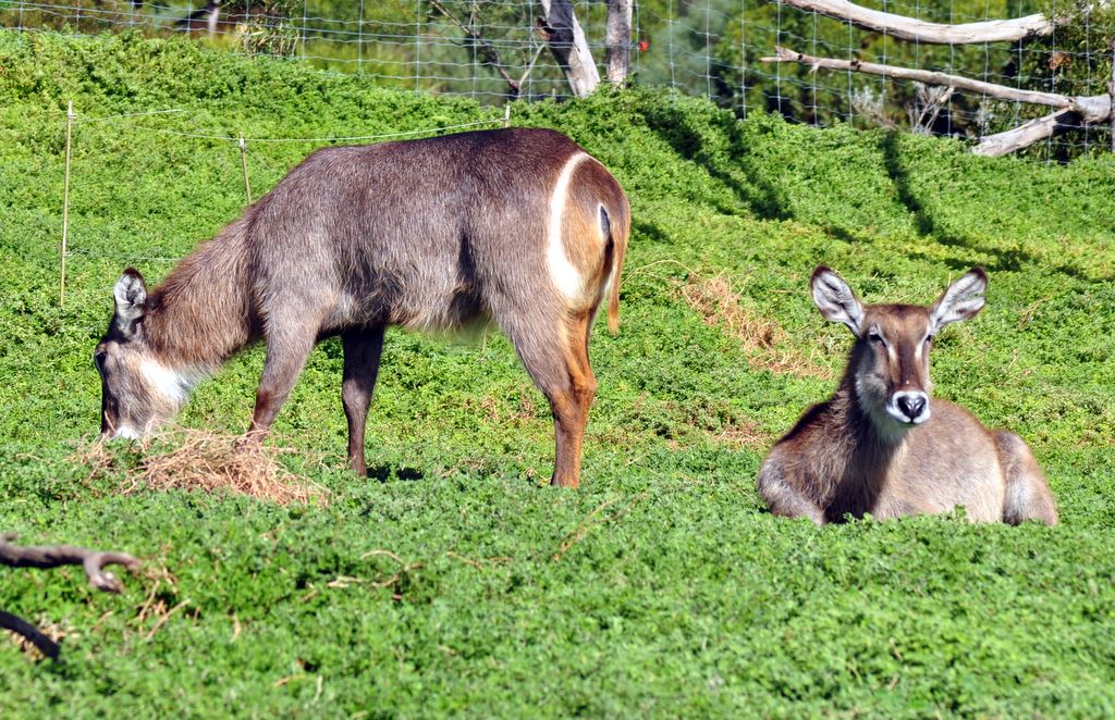 The&nbsp;Waterbuck's scientific name is Kobus ellipsiprymnus.