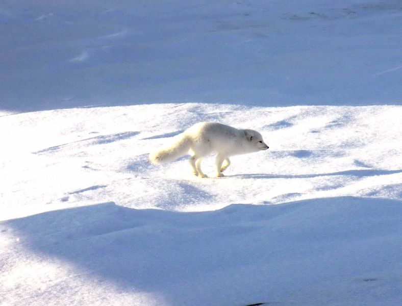 Arctic fox, white fox, polar fox or snow fox.