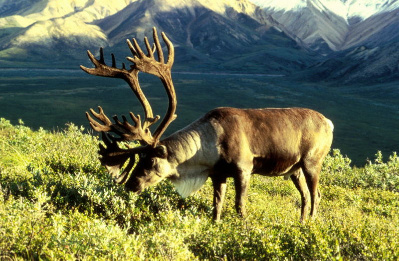 Caribou or reindeer