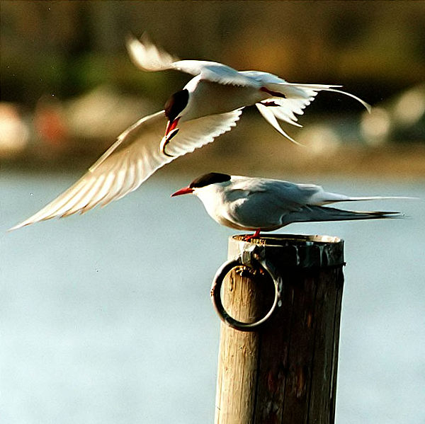 Arctic tern