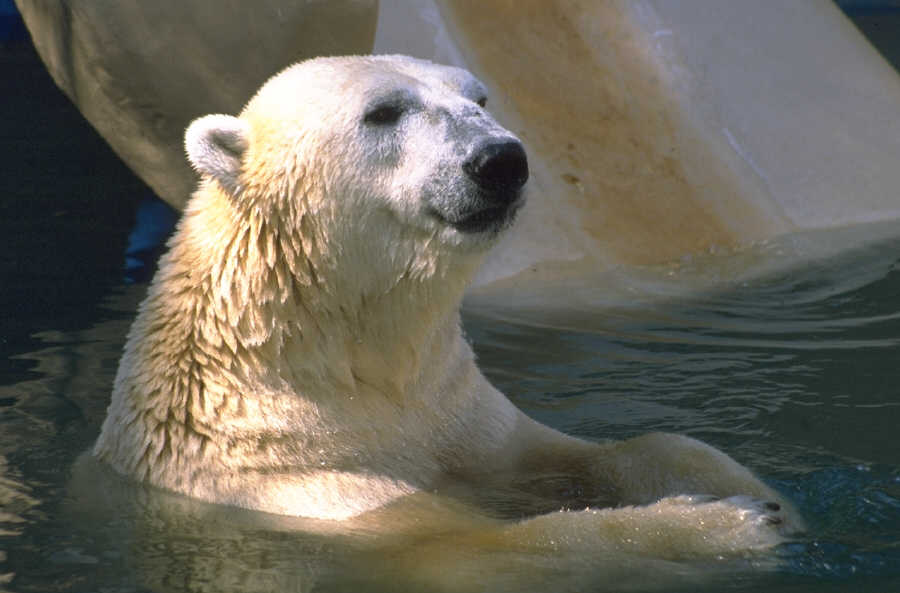 Polar Bears