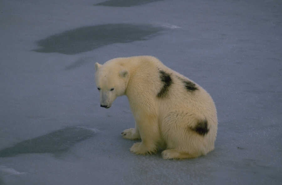Polar Bears