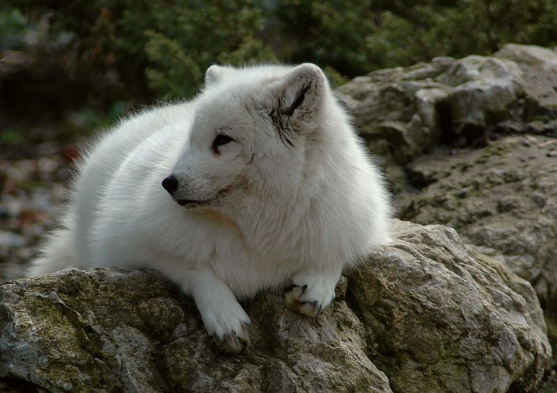 Arctic fox, white fox, polar fox or snow fox.