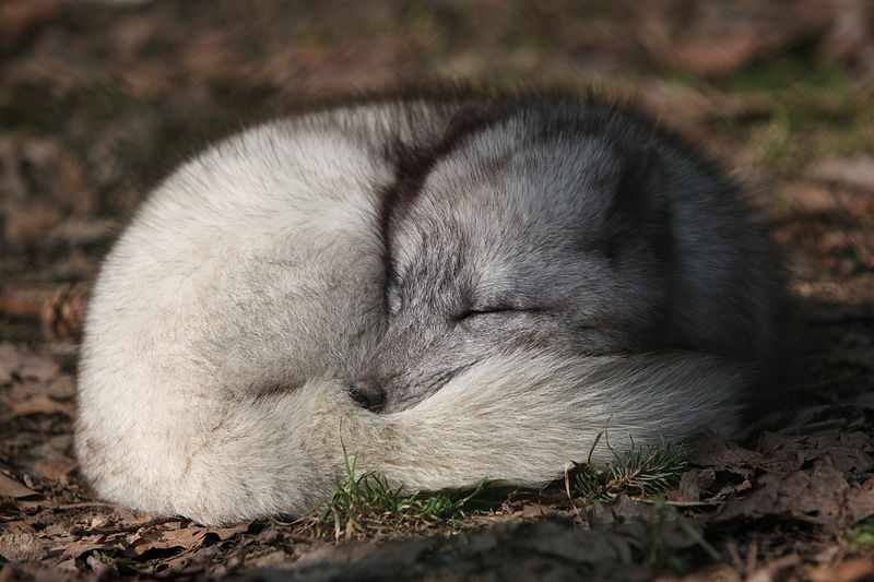 Arctic fox, white fox, polar fox or snow fox.