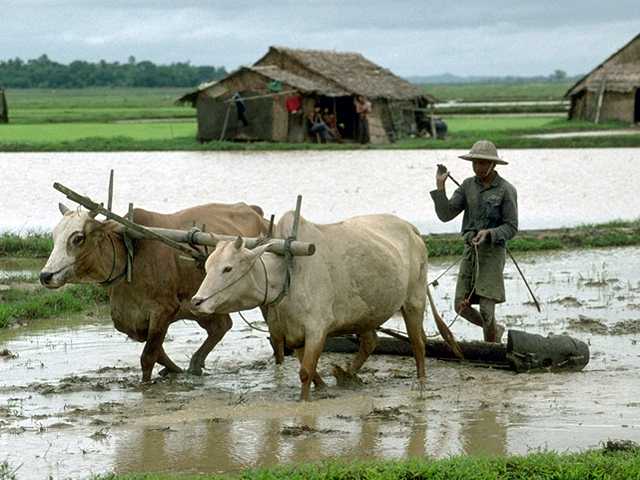 Ox