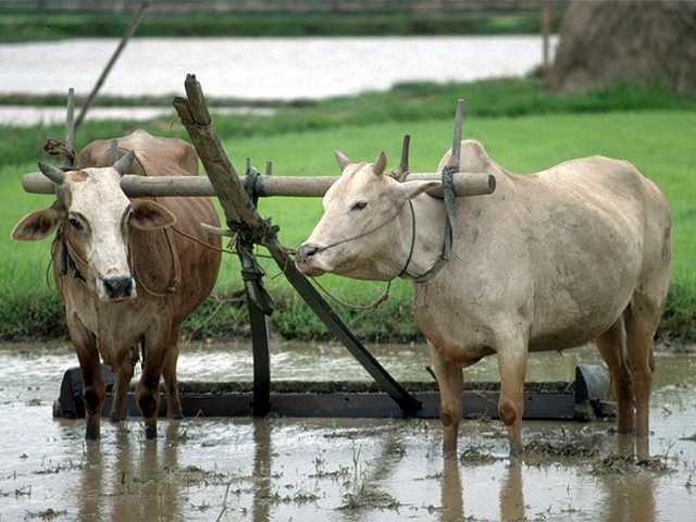 Ox