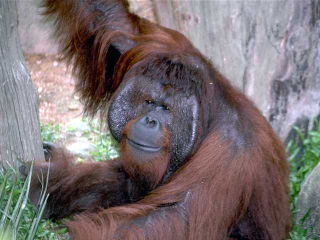 Bornean orangutan (Pongo pygmaeus),Sumatran orangutan (Pongo abelii)