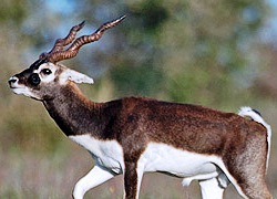 Blackbuck