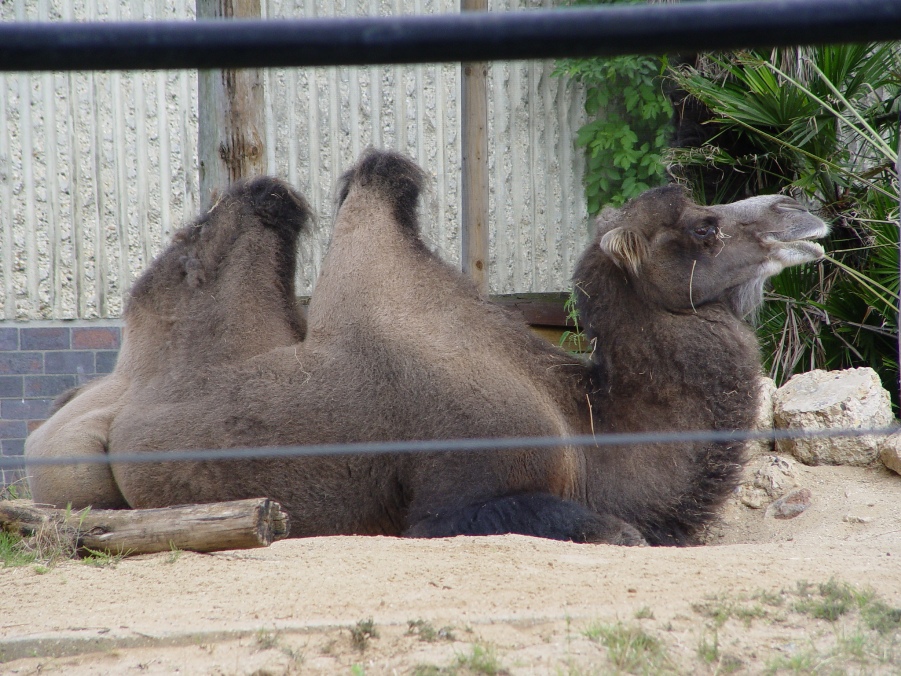 Camel, Bactrian Camel, Dromedary or Arabian camel