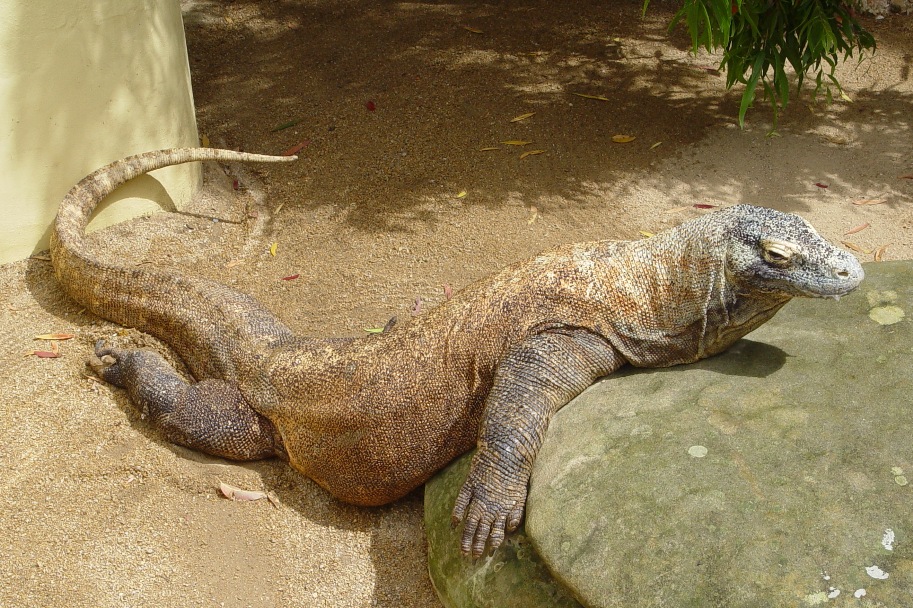 Komodo Dragon