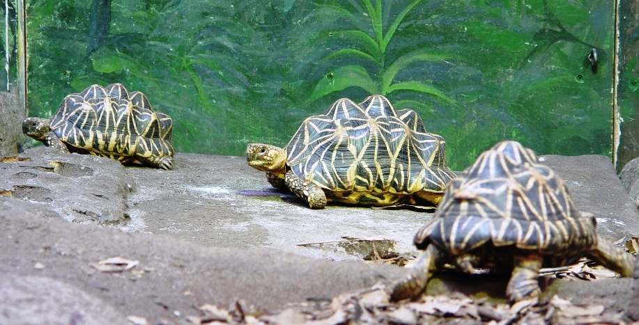 Indian Star Tortoise