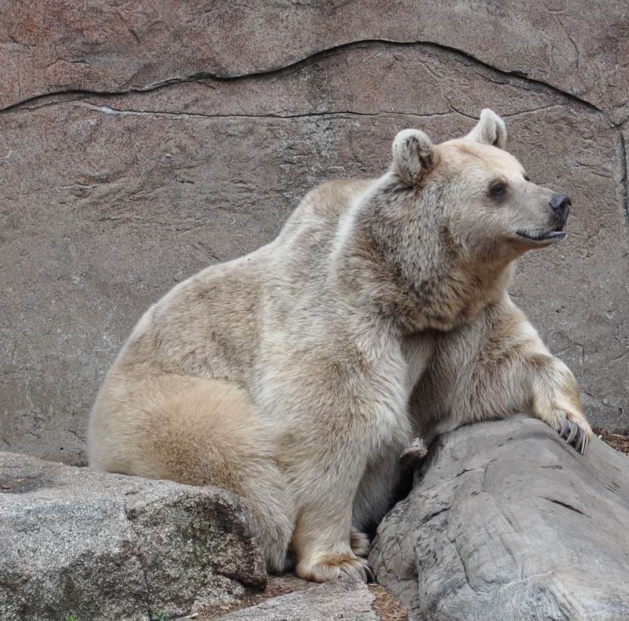 Eurasian brown bear